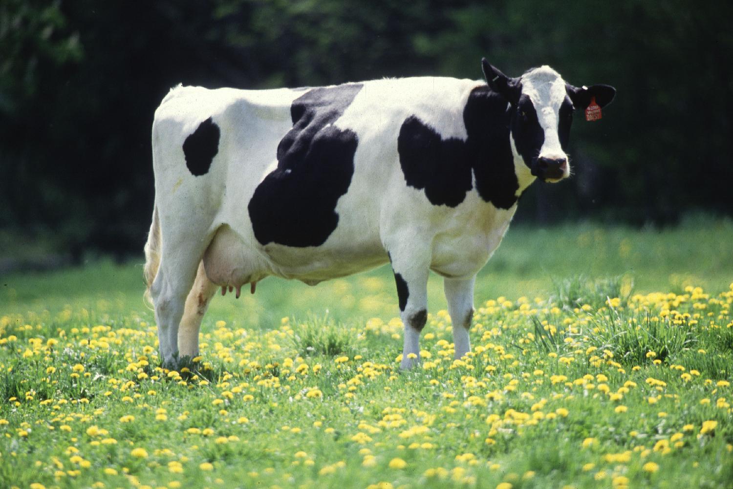 【dairy_cattle】什么意思_英语dairy_cattle的翻译_音标_读音_用法