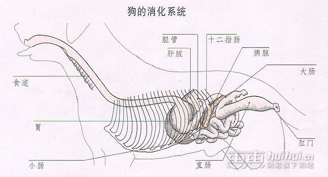 :狗的消化系统