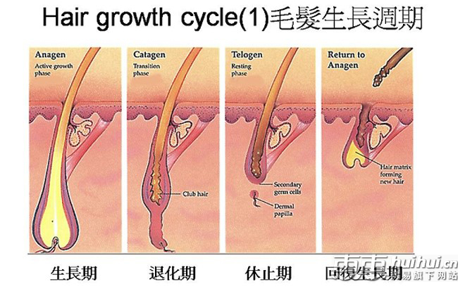 从毛发<em>生长</em>周期来看脱毛器脱毛更彻底
