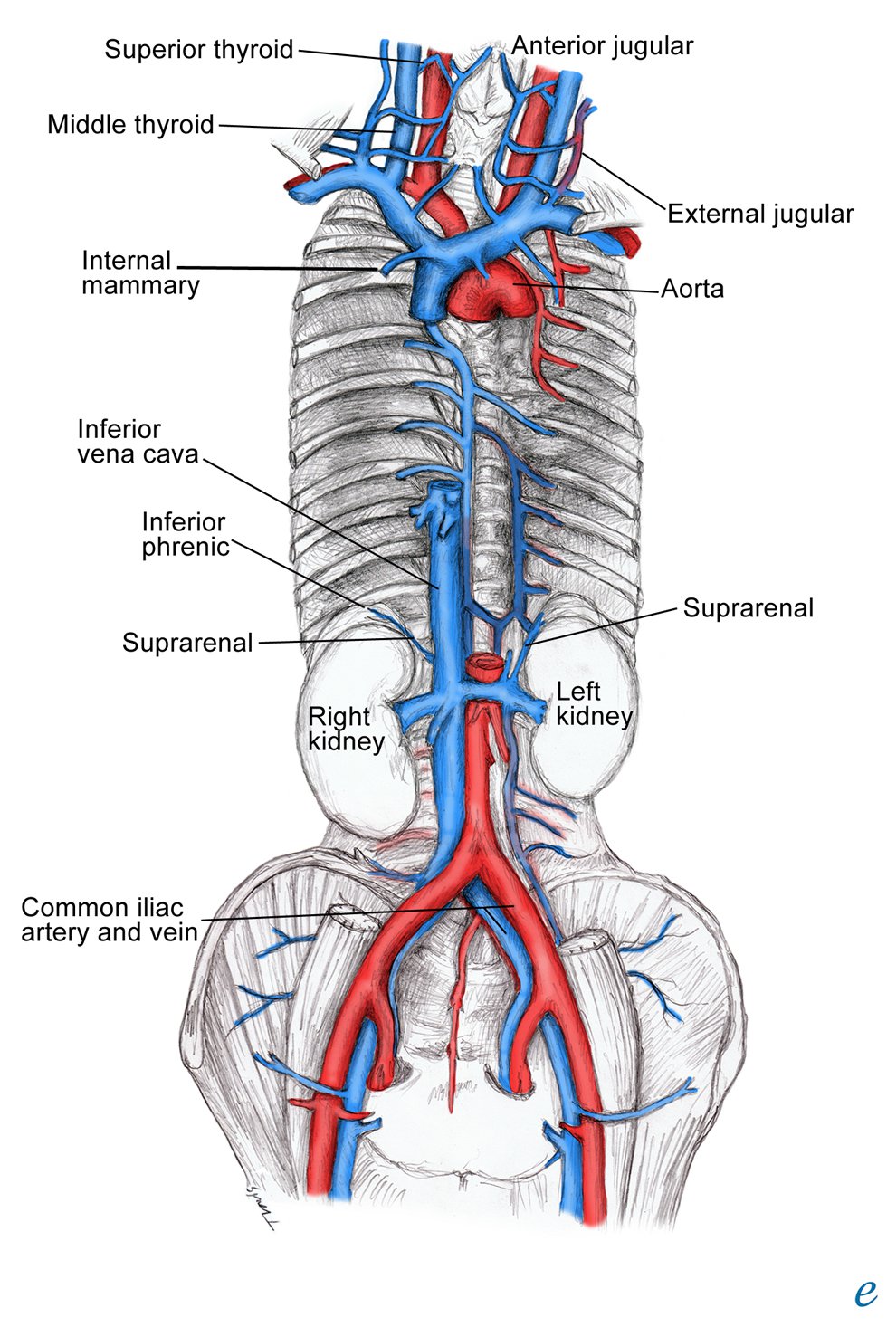 vena-cava-vena-cava