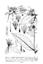 中国植物志 原版墨线图