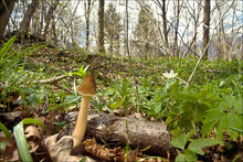 林地上的皱盖钟菌