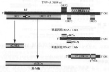 烟草坏死病毒的基因组及其产物