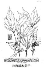 云和新木姜子