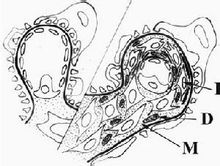 肾病综合征 肾病综合征