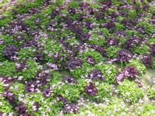 红花酢浆草和紫叶酢浆草