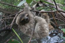 侏三趾树懒 侏三趾树懒