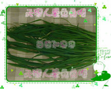 杂交狼尾草 杂交狼尾草