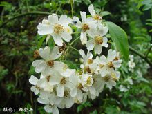 香花刺(七里香蔷薇) 香花刺(七里香蔷薇)