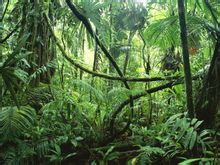 热带雨林里的层外植物