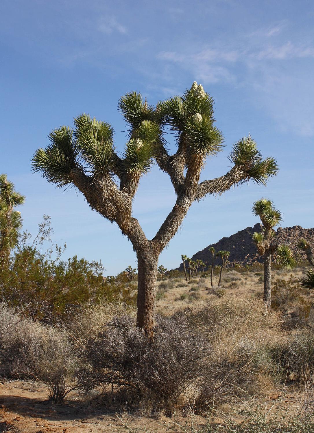 joshua tree