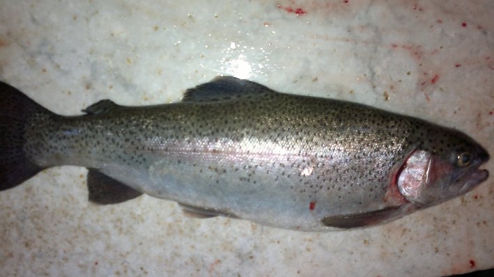 salmon trout