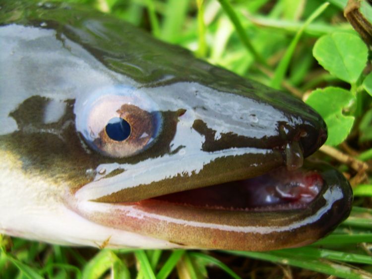 anguilla_anguilla的翻译_音标_读音_用法_例句_在线翻译_有道词典