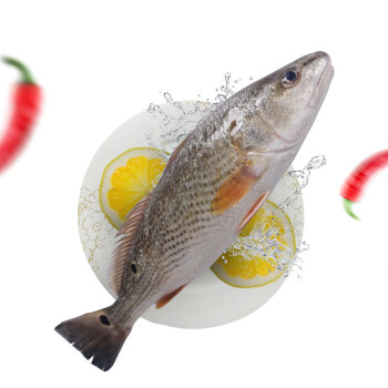 壹条鱻 冷冻三去美国红鱼 斑点尾鲈 450g *7件